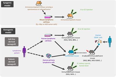 Modeling the crosstalk between malignant B cells and their microenvironment in B-cell lymphomas: challenges and opportunities